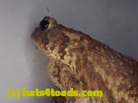 /home//u458753944/public_html/sourcegallery//Roxborough Toad Detour/2013-2019/2017/P4110682.JPG